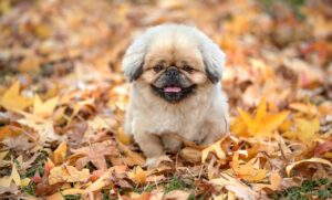 グランピング札幌で楽しむおすすめのアウトドア体験は？