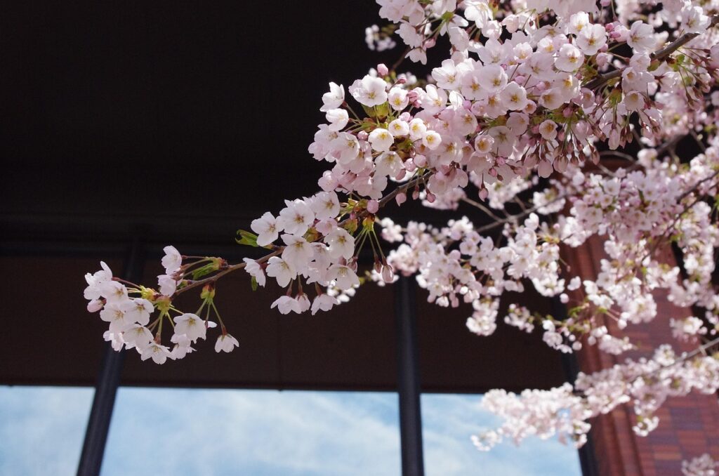 グランピング札幌で楽しむおすすめのアウトドア体験は？