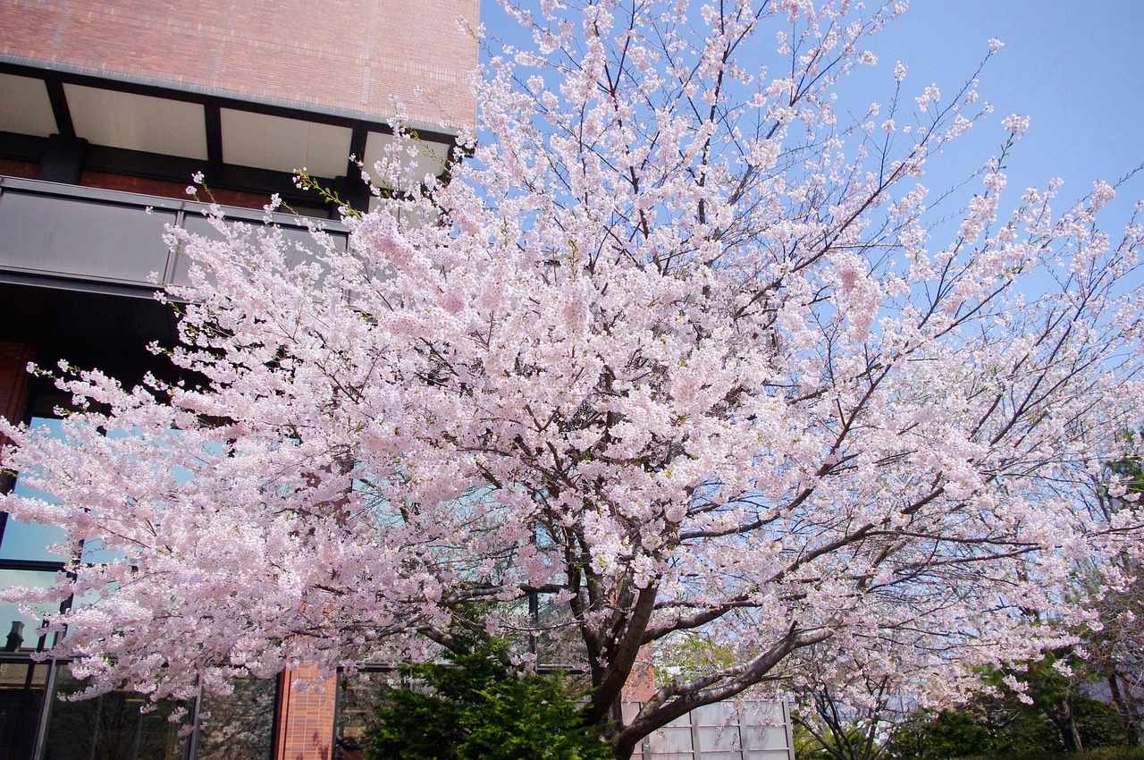 札幌付近で楽しめるグランピングの魅力とは？