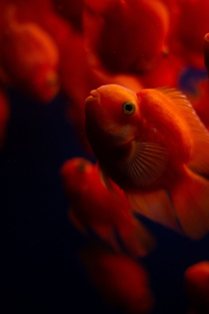 年末年始にカップルで楽しめる旅行プランは？