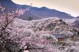 彼女に旅行をサプライズプレゼントする方法は？