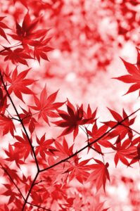 秋の紅葉が楽しめるカップル旅行先は？