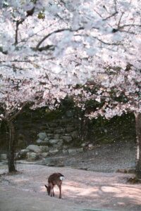 広島の宮島でカップルにおすすめの旅館はどこ？