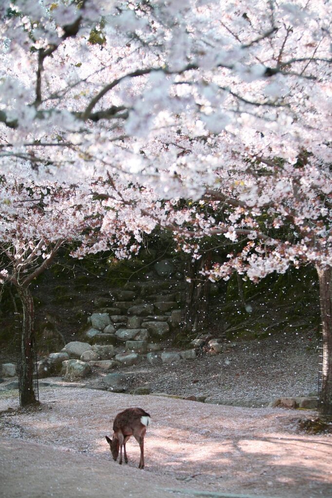 広島の宮島でカップルにおすすめの旅館はどこ？