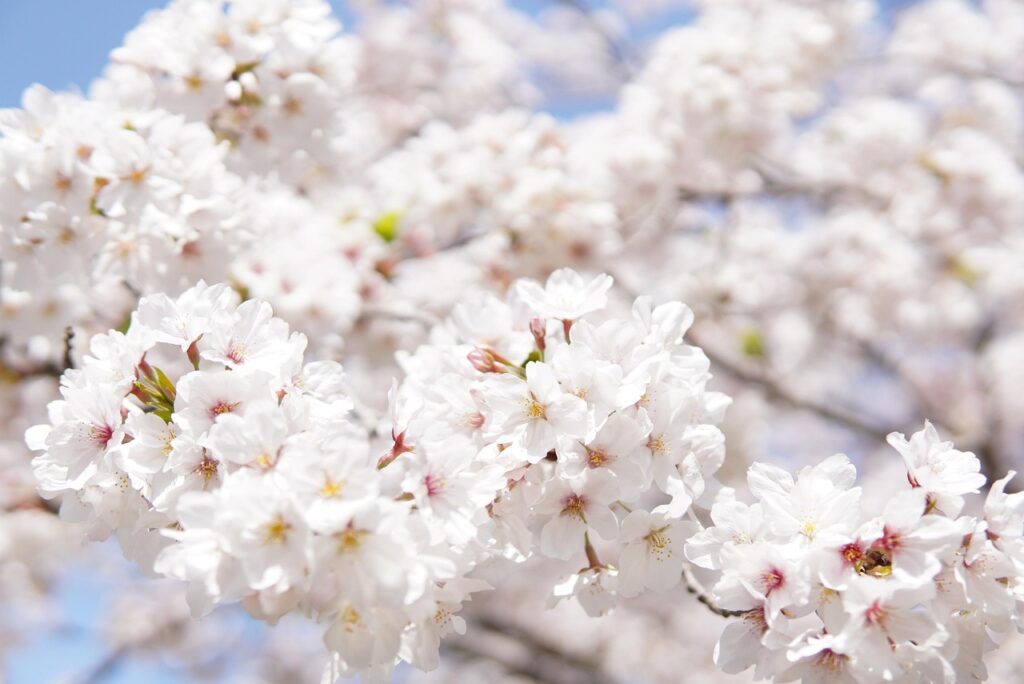 桜シーズンにカップルにおすすめの宿はどこ？