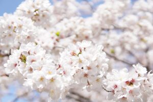 桜シーズンにカップルにおすすめの宿はどこ？