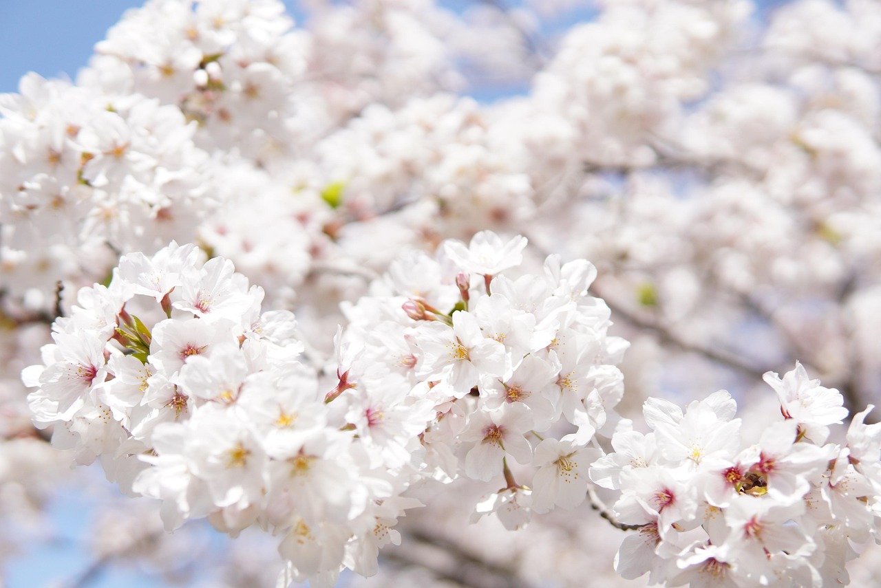 桜シーズンにカップルにおすすめの宿はどこ？