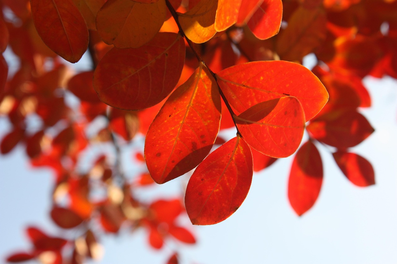 紅葉シーズンにカップルで行くべき宿のおすすめは？