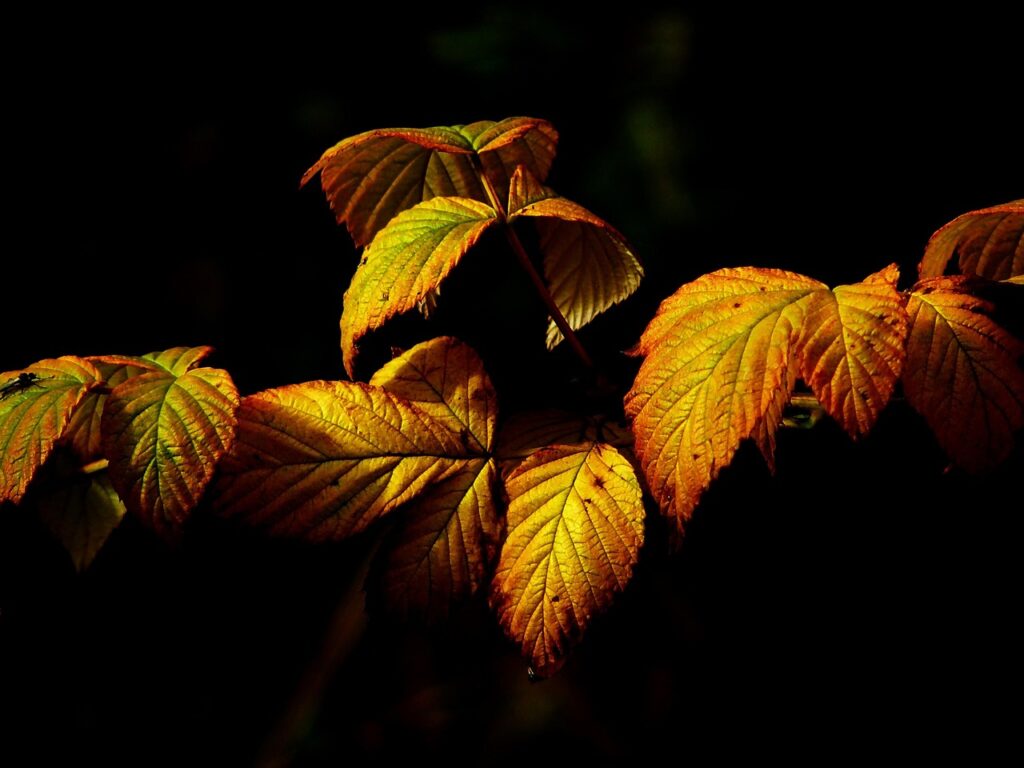 カップルで楽しむ紅葉露天ができる宿はどこ？