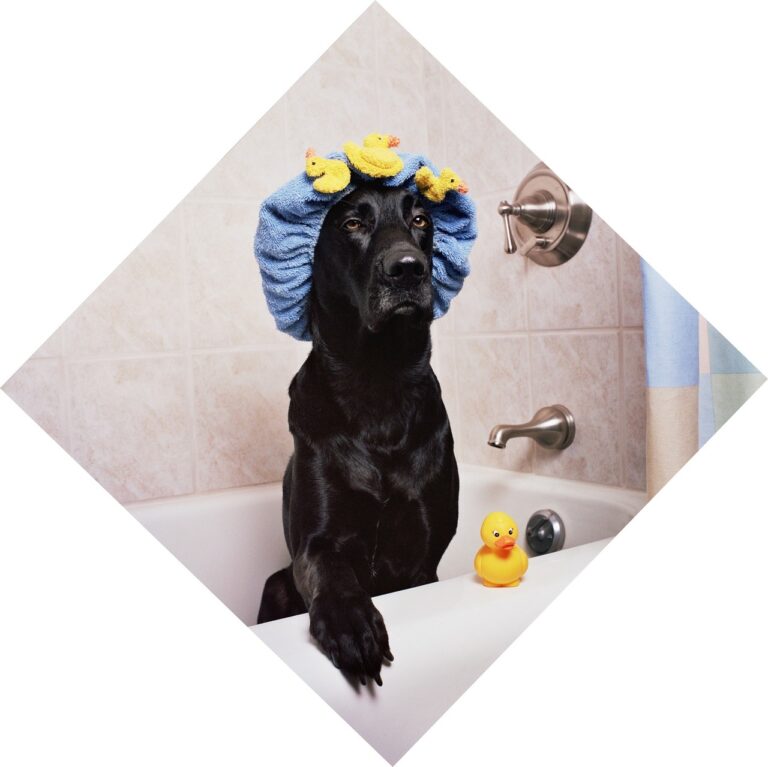 ペット同伴のカップルにおすすめの貸切風呂宿はどこ？
