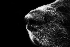 犬と泊まれる露天風呂付き客室宿はどこがオススメ？