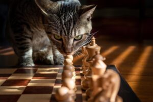 猫と泊まれる宿はカップルにおすすめ？