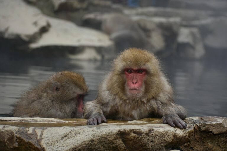 露天風呂付き客室に洗い場は室内にあるか？